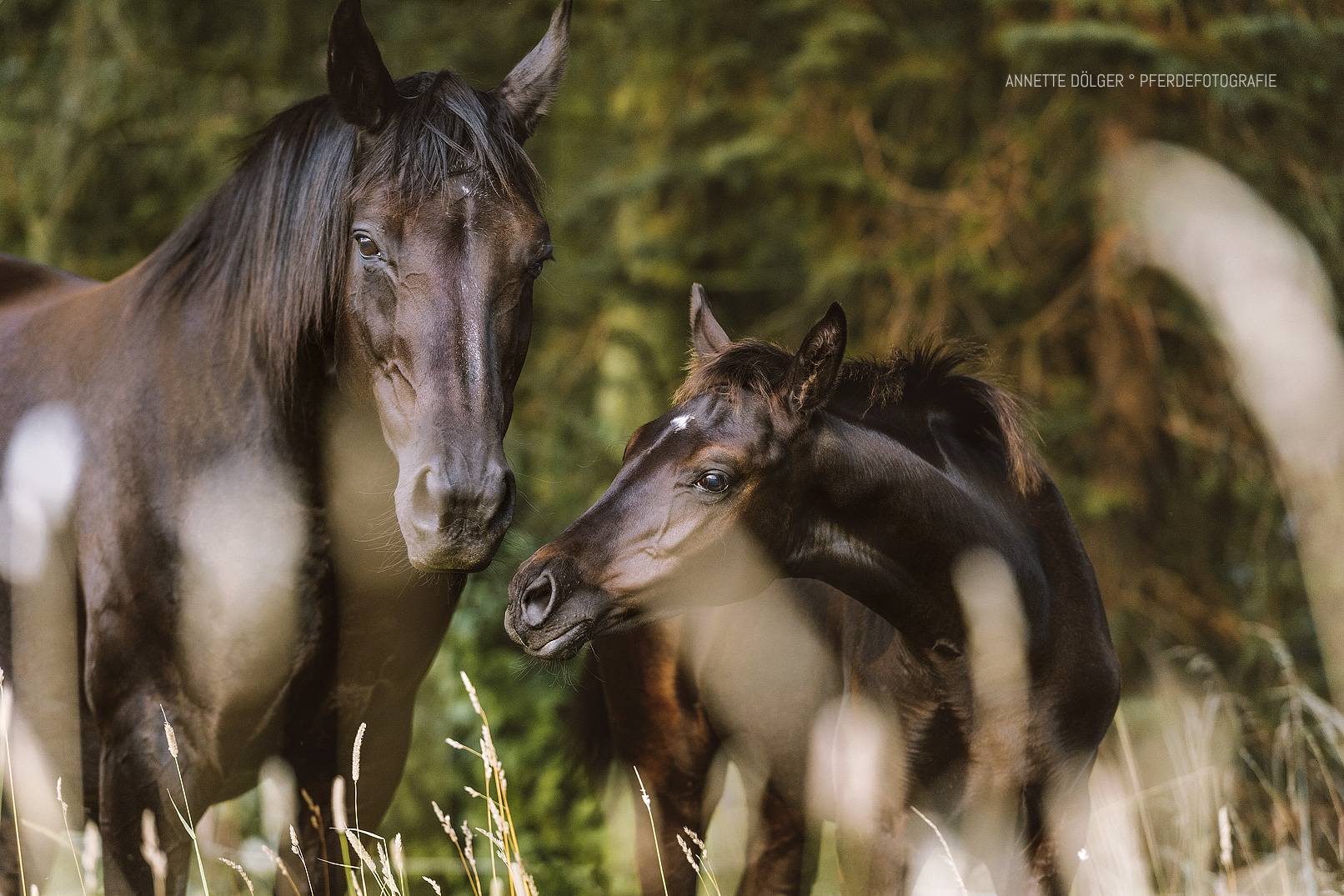 Stute Fohlen Braunschweig Pferdefotografie