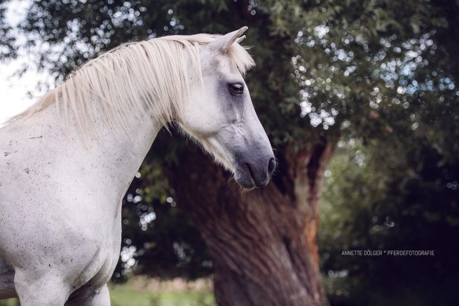 Pferdefotografie Braunschweig