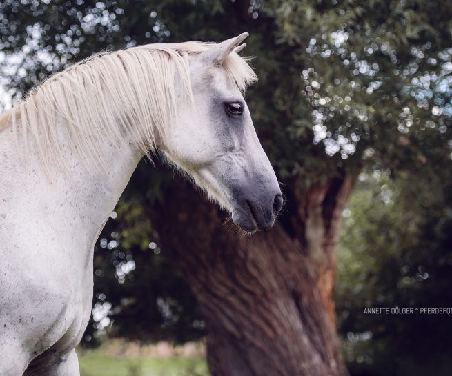 Pferdefotografie Braunschweig