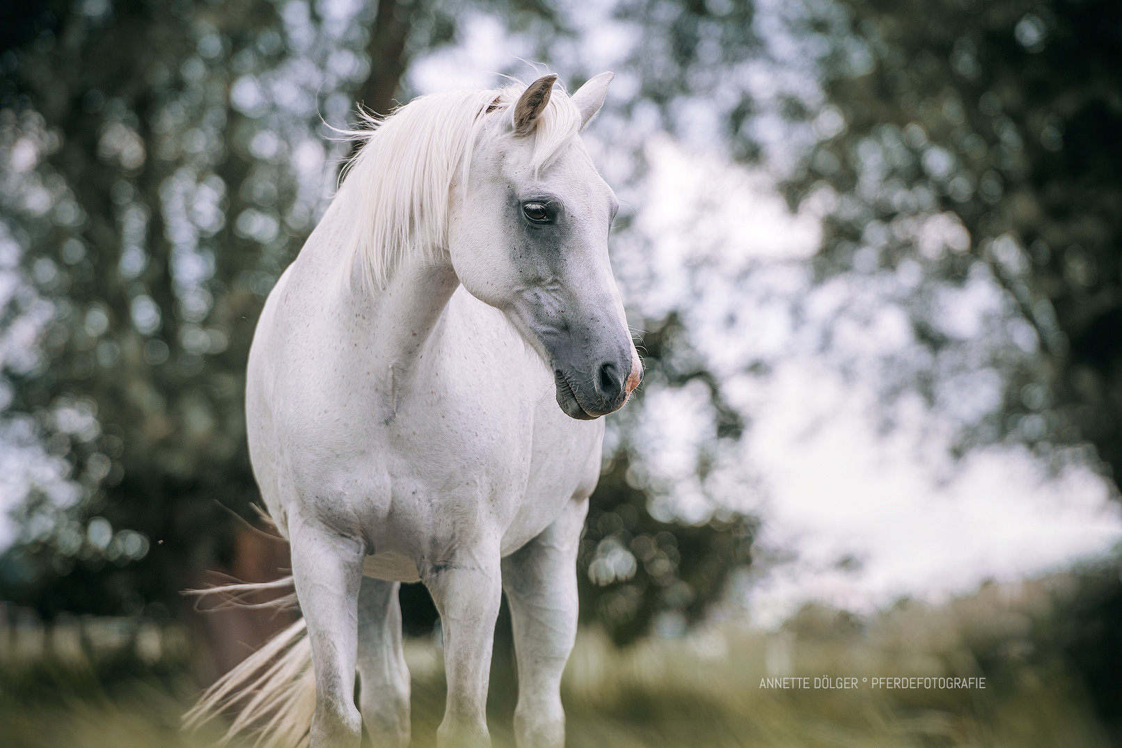 Pferdefotografie Braunschweig Fine Art