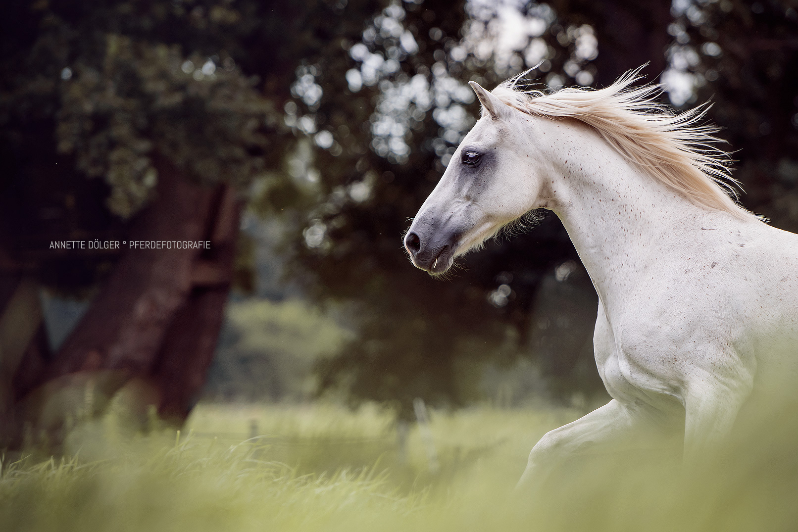 Pferdefotografie Fine Art Wolfsburg