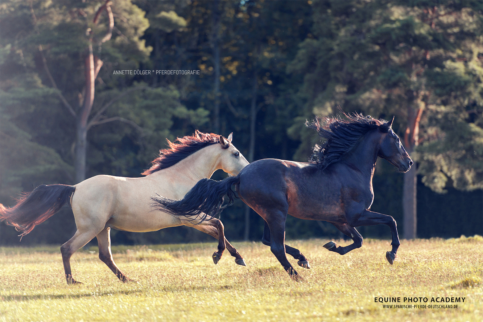 Andalusier Pferdefotografin Braunschweig