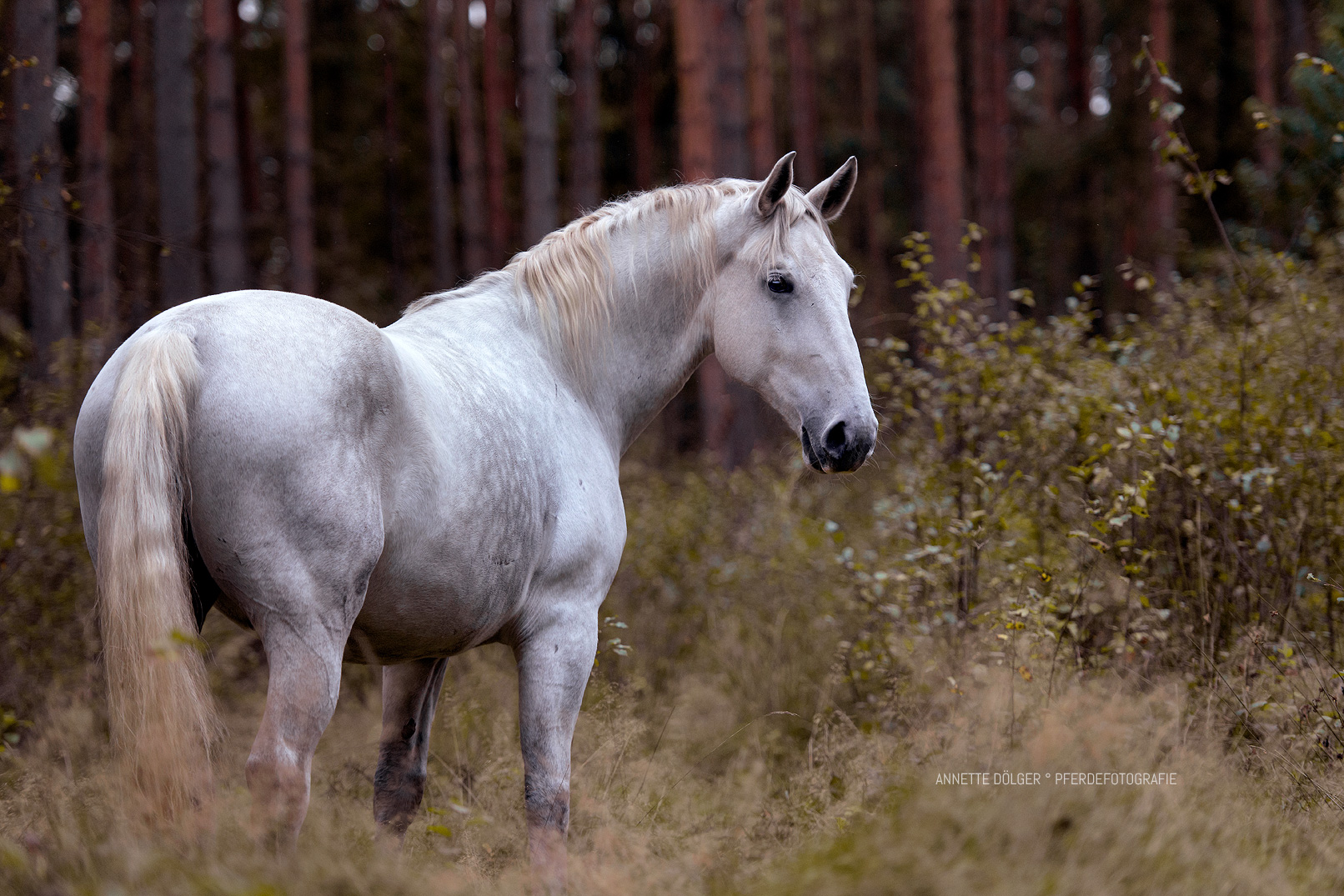 Braunschweig Pferdefotografie Andalusier