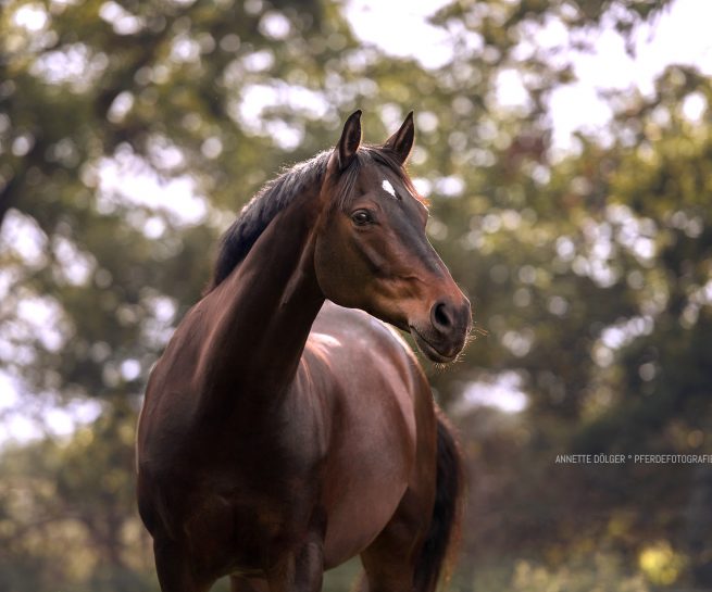 Pferdefotograf Gifhorn