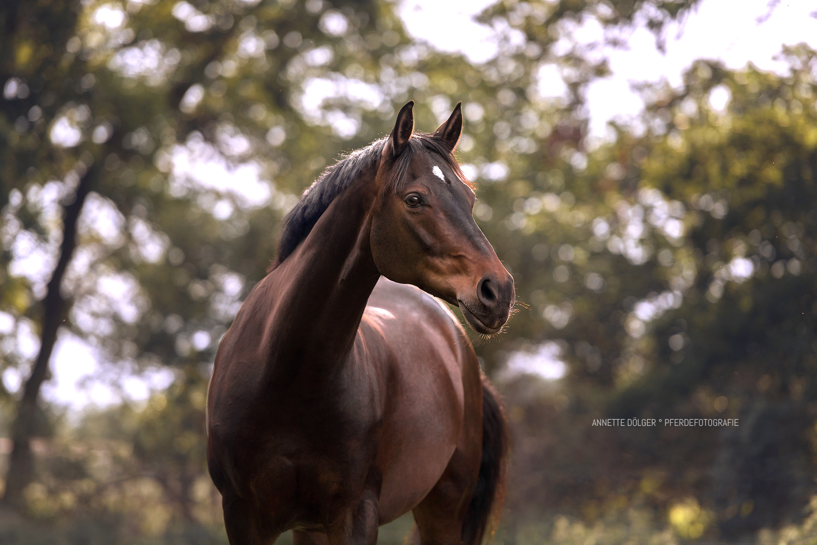 Pferdefotograf Gifhorn