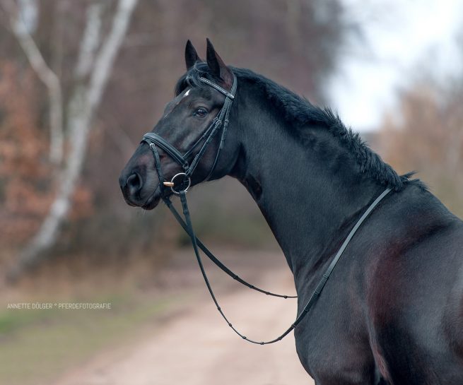 Pferdefotografie Gifhorn Winter