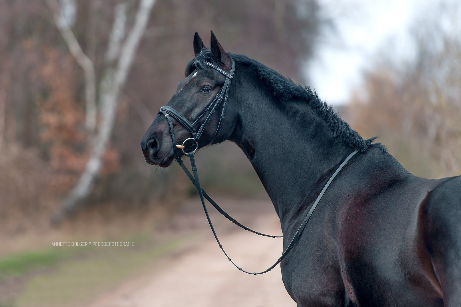 Pferdefotografie Gifhorn Winter