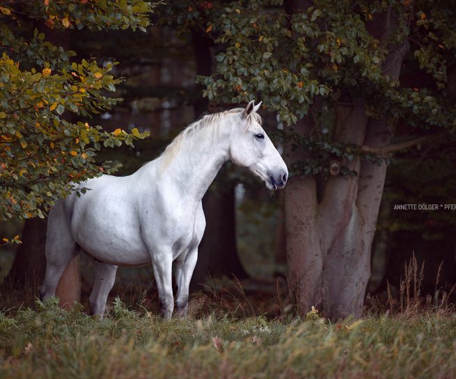 Pferdefotografie Braunschweig Andalusier