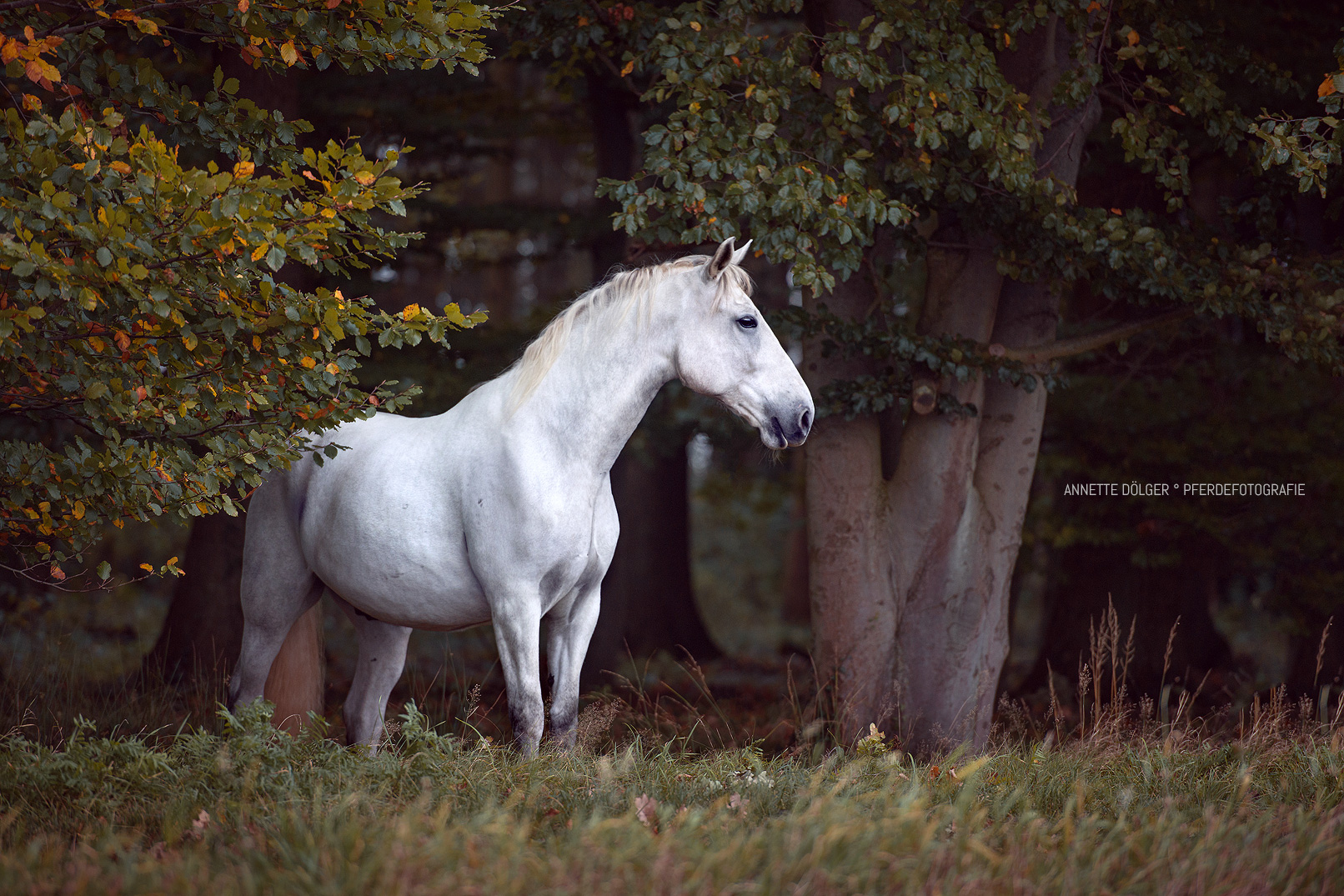 Pferdefotografie Braunschweig Andalusier