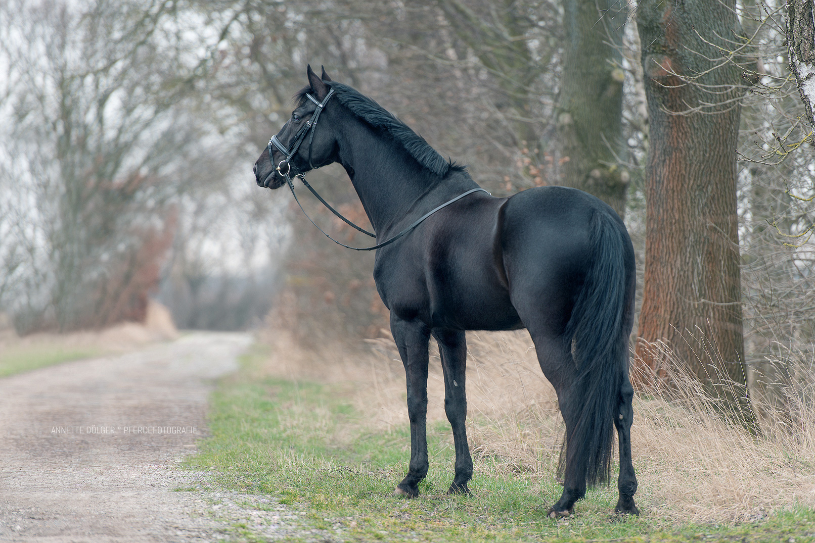 Pferdefotografie Gifhorn Winter