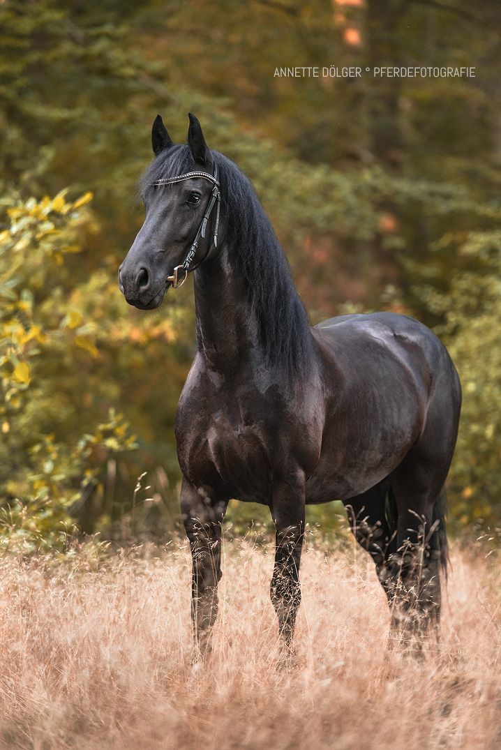 Pferdefotografie Wolfsburg Fotografin