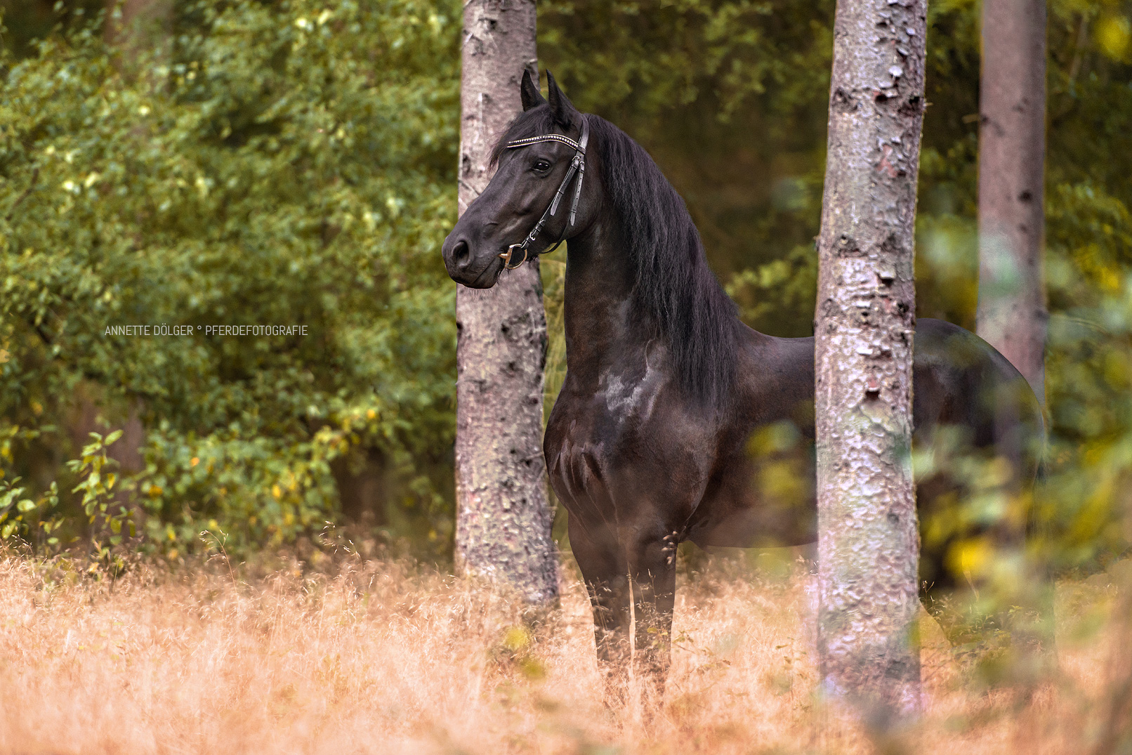 Pferdefotografie Wolfsburg Fotografin