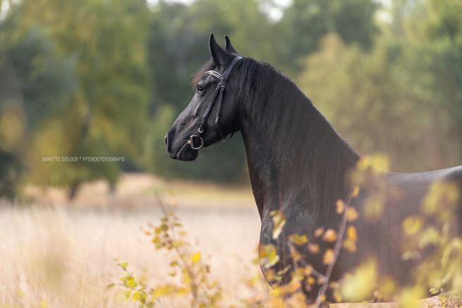 Pferdefotografie Wolfsburg Portrait