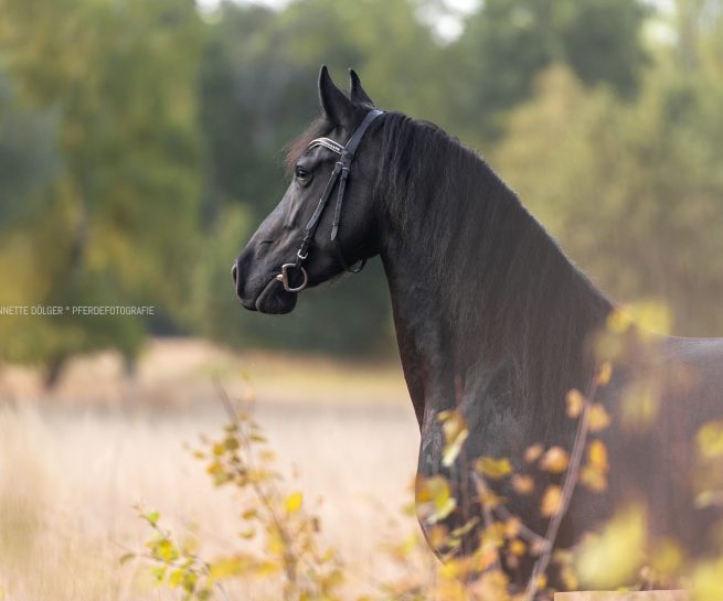 Pferdefotografie Wolfsburg Portrait