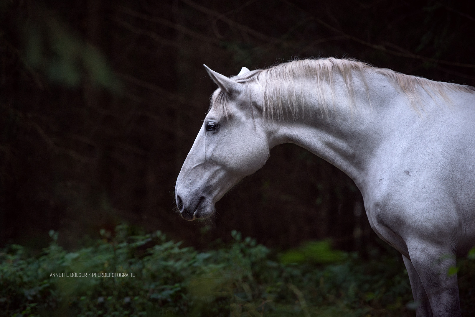 Pferdefotografin Braunschweig Andalusier