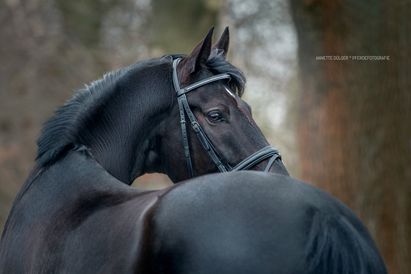 Pferdefotografie Gifhorn Winter