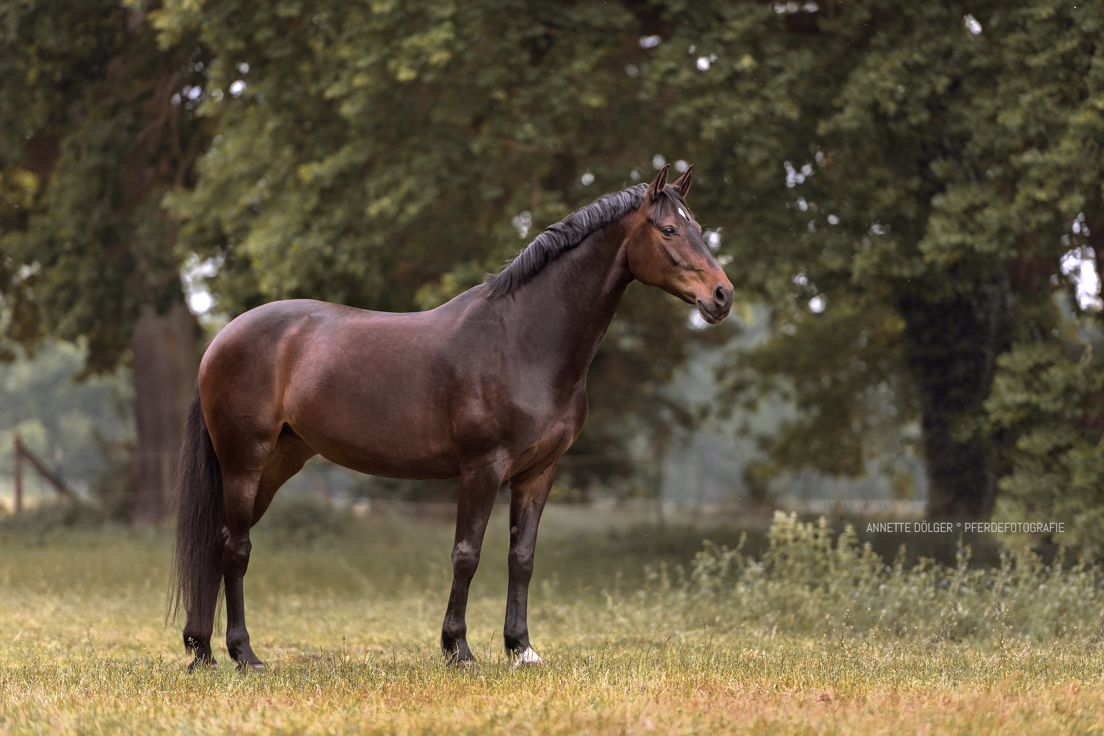 Pferdeportrait Gifhorn Fotografin